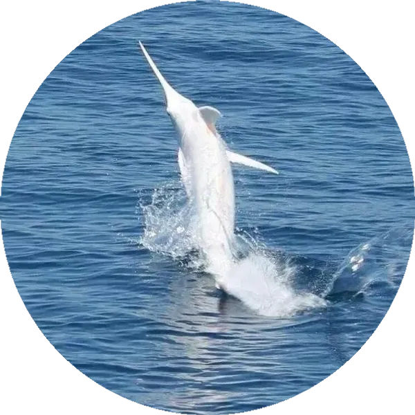 Marlin X Profle Picture