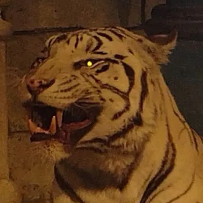 X Platform Profile Picture of Texas Red